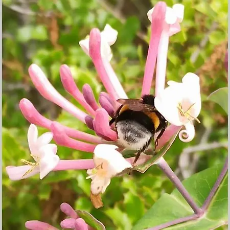 Mazet De Charme Sur Les Hauteurs De * Nîmes
