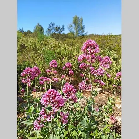 Mazet De Charme Sur Les Hauteurs De Nîmes